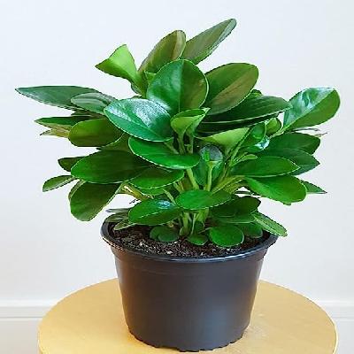 Peperomia Plant