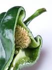Pepper Seeds