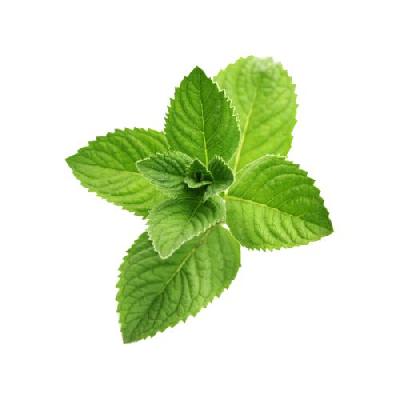 Peppermint Flavor