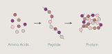 Peptides