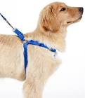 Pet Harnesses
