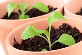 Petunia Seeds