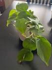 Philodendron Plant