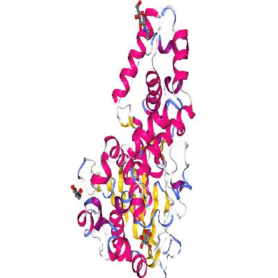 Phytase