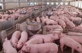 Pig Feed