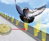 Pigeon Control Services