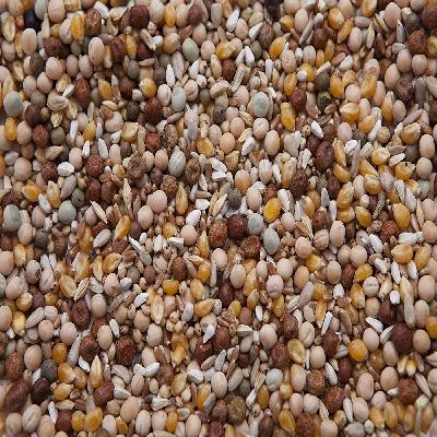 Pigeon Feed