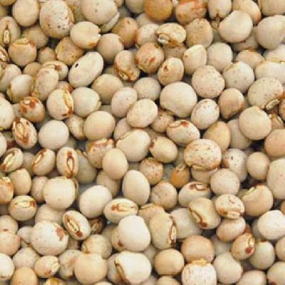 Pigeon Pea Seeds 