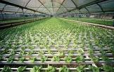 Plant Cultivation Services