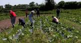 Plantation Management Services
