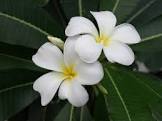 Plumeria Plant