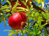 Pomegranate Plants