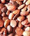 Pongamia Seed