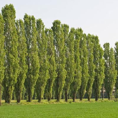 Poplar Plant