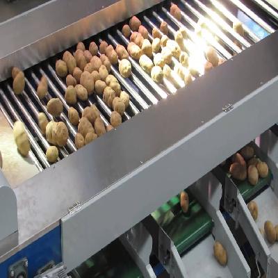 Potato Grading Machine 