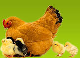 Poultry Consultancy Services