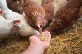 Poultry Feed Additives