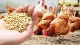 Poultry Feed