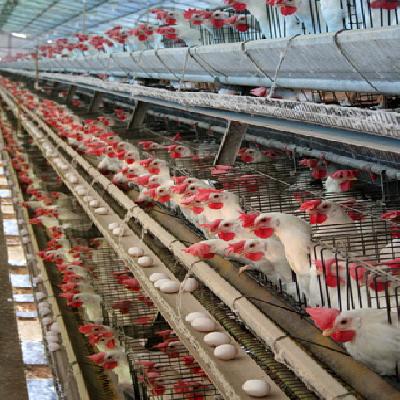 Poultry Farming