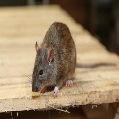 Rat Control Service