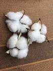Raw Cotton