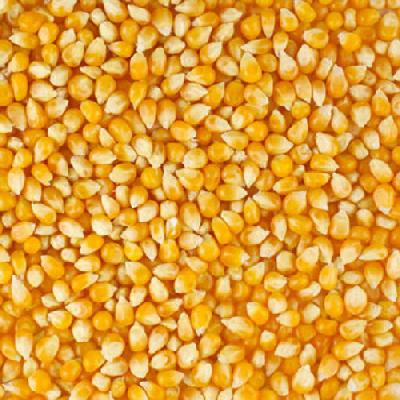 Raw Maize
