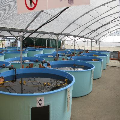 Recirculating Aquaculture System