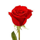 Red Rose