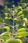 Red Sandalwood Plants