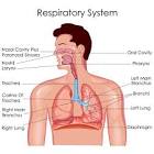 Respiratory System Drugs And Medicines