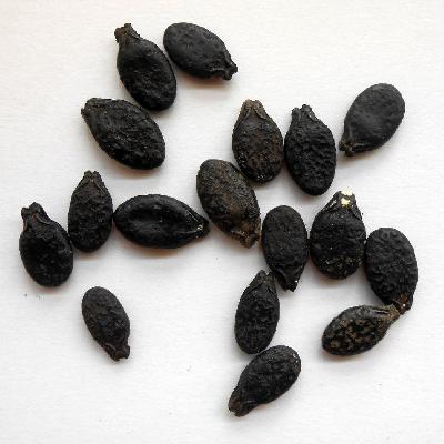 Ridge Gourd Seed