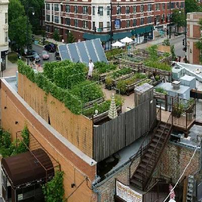 Rooftop Farming