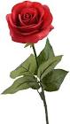 Rose Flower