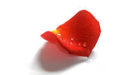 Rose Petal