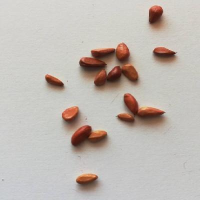 Rose Seeds