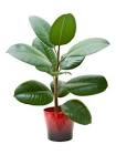 Rubber Plant