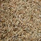 Rye Seed