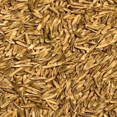 Rye Grass Seeds 
