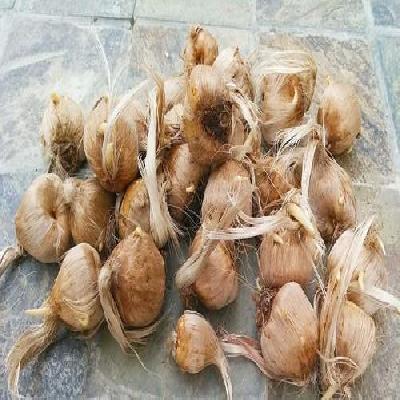 Saffron Bulbs