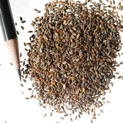 Sage Seeds