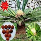Sago Seed