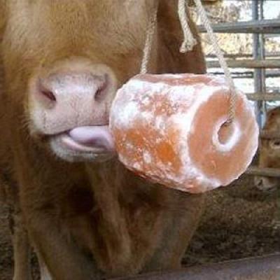 Salt Lick Block
