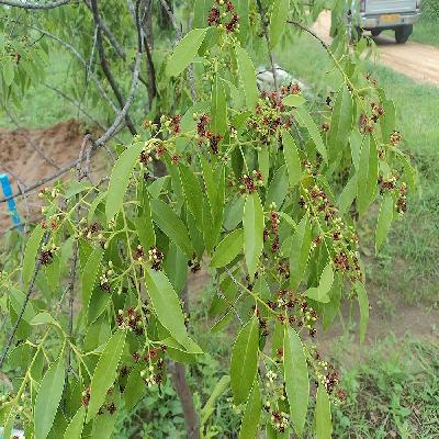 Sandalwood Plant
