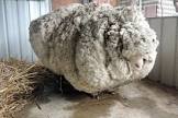 Sheep Wool