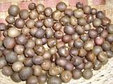 Shrub Seeds