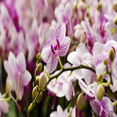 Singapore Orchid