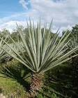 Sisal Fibre