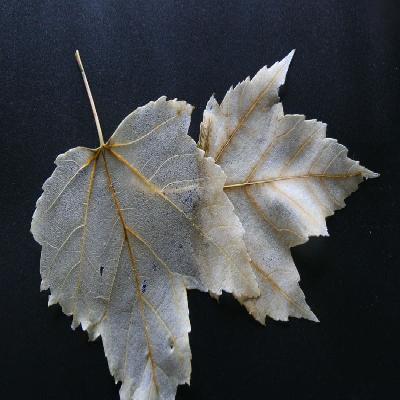 Skeleton Leaves