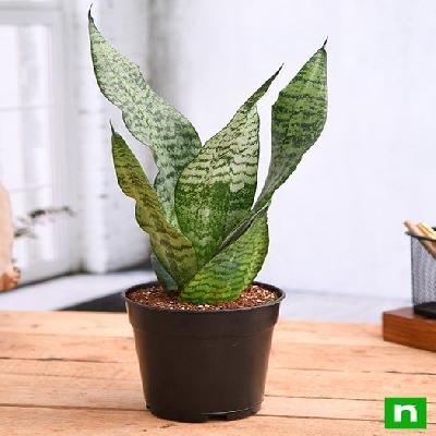 Snake Plant