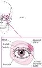 Socket Eye